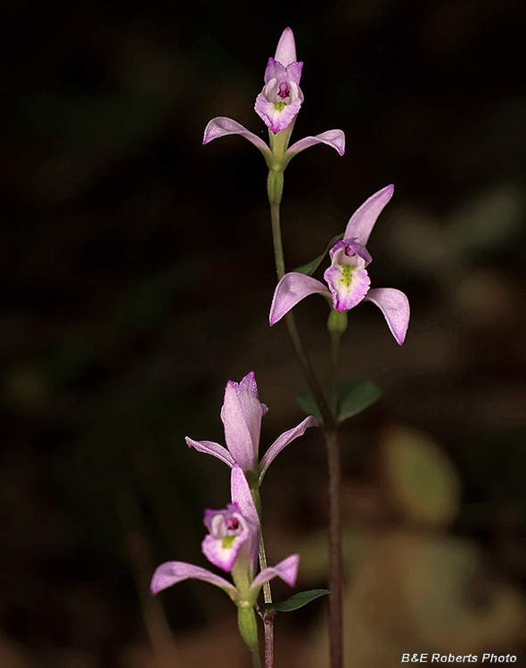 Three_Birds_Orchids_group