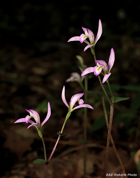 Three_Birds_Orchids_group