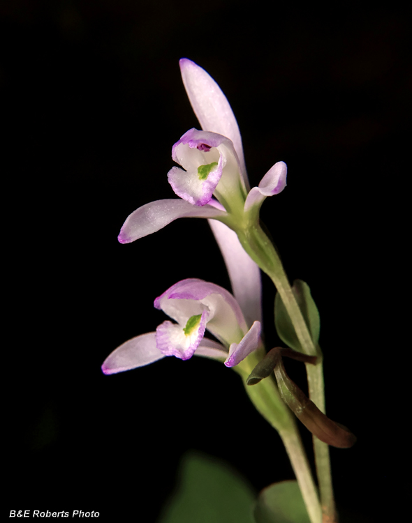 Three_Birds_Orchids_pair