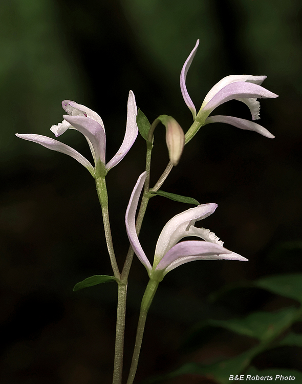 Three_Birds_Orchids_trio