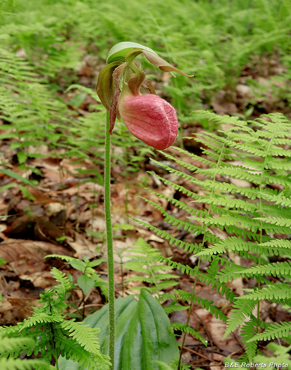 Pink_Lady_Slipper