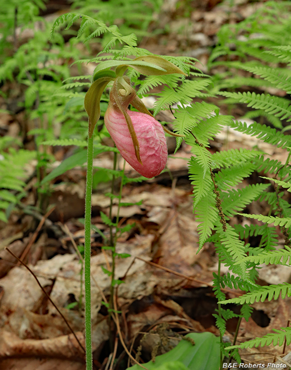 Pink_Lady_Slipper