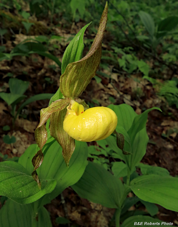 Yellow_Lady_Slipper