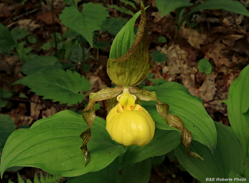 Yellow_Lady_Slipper