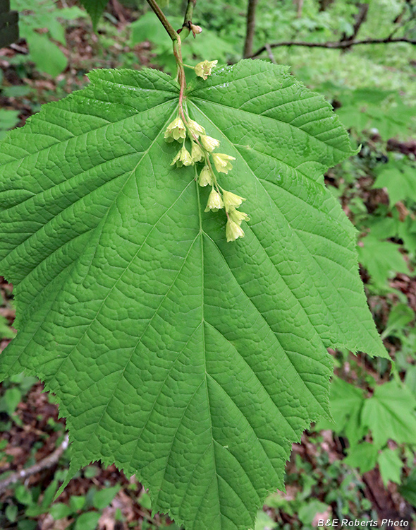 Striped_Maple_flowers