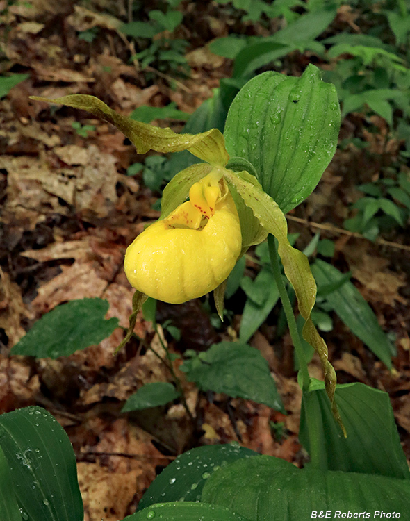 Yellow_Lady_Slipper