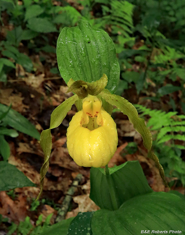 Yellow_Lady_Slipper