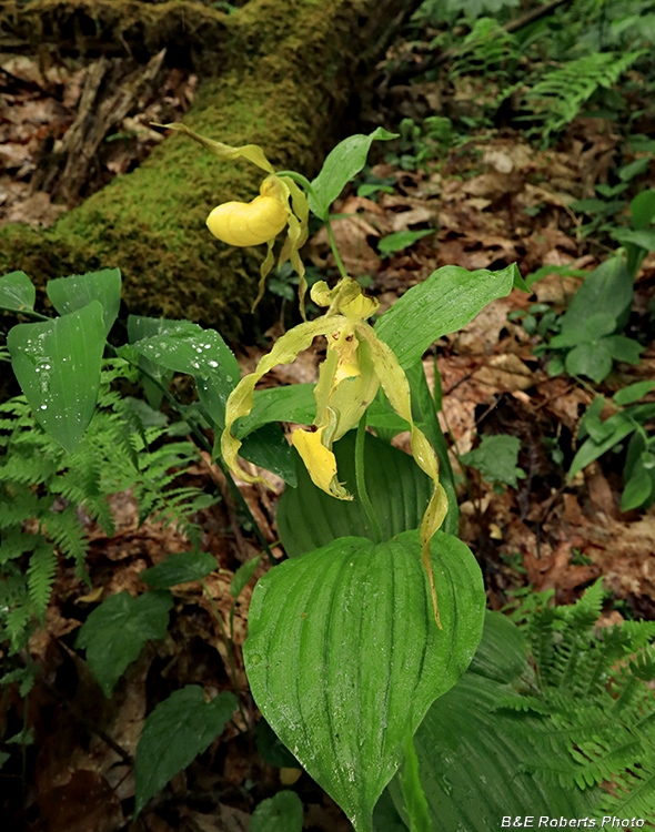 Yellow_Lady_Slippers