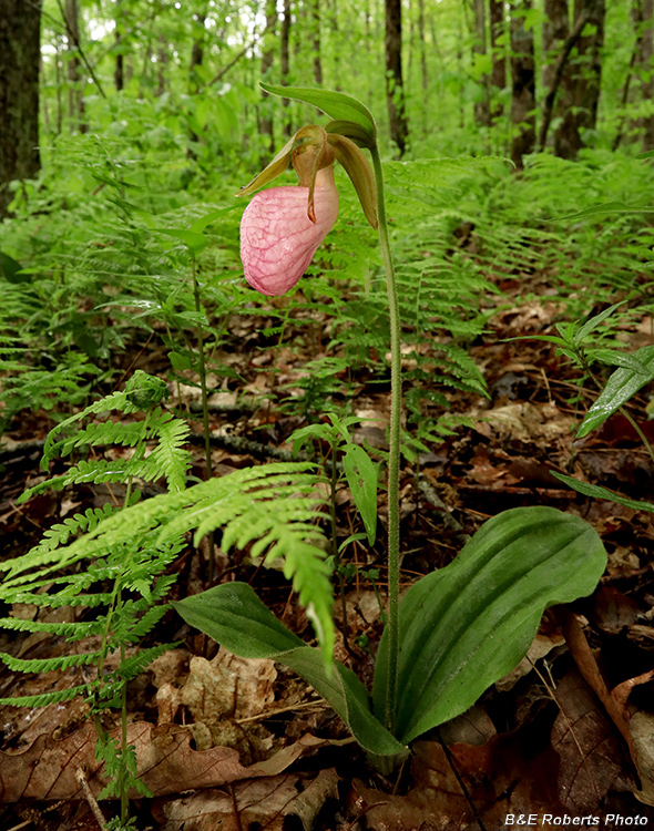 Pink_Lady_Slipper