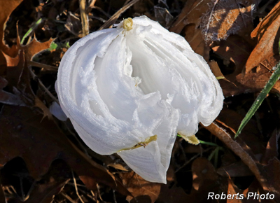 Frostweed
         