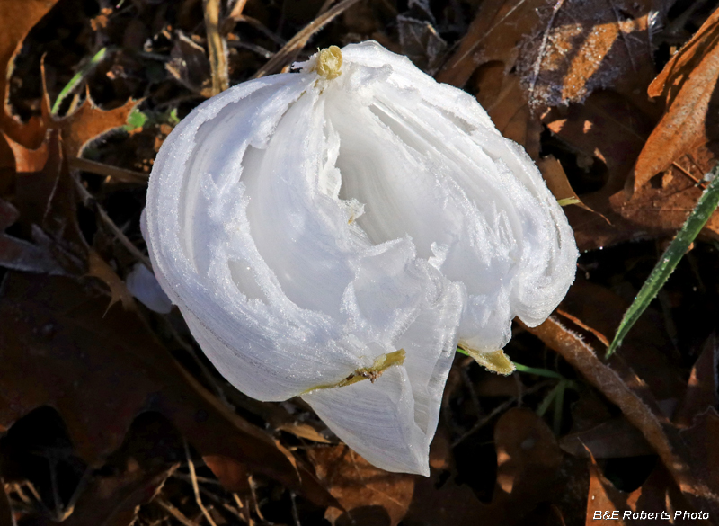 Frostweed