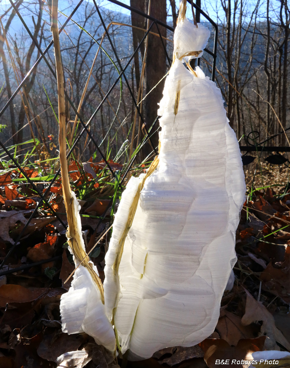 Frostweed