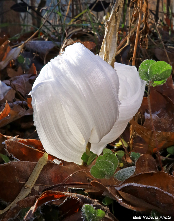 Frostweed