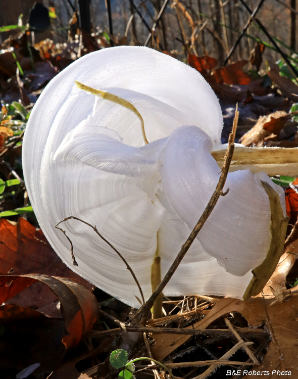 Frostweed