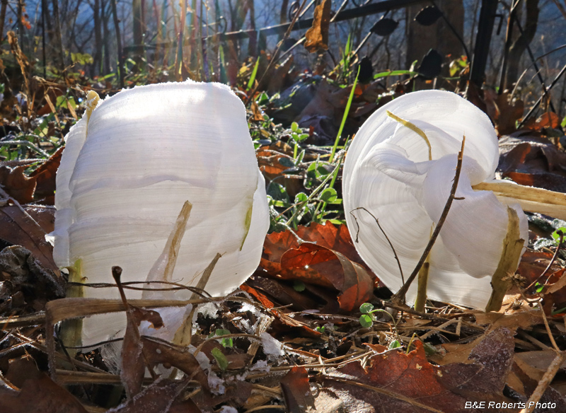 Frostweed