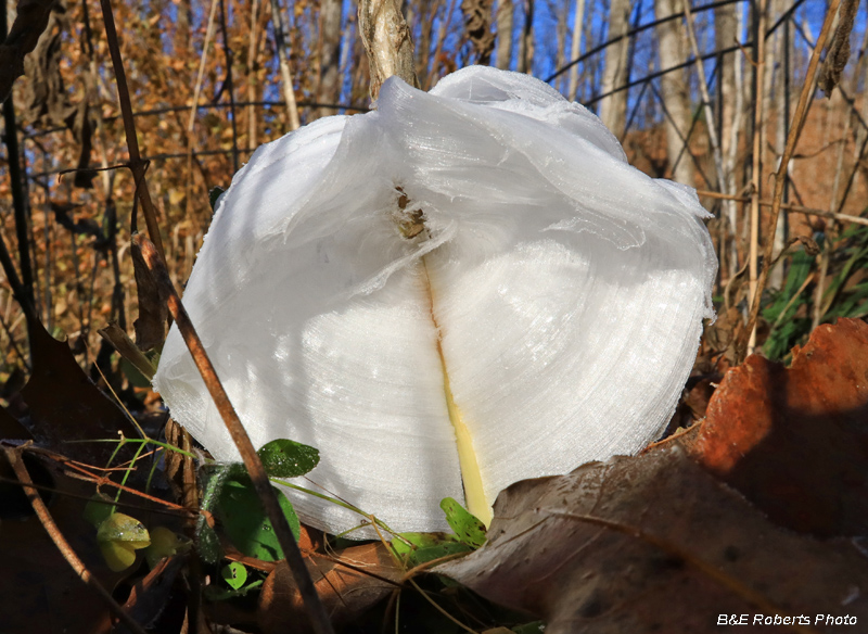 Frostweed