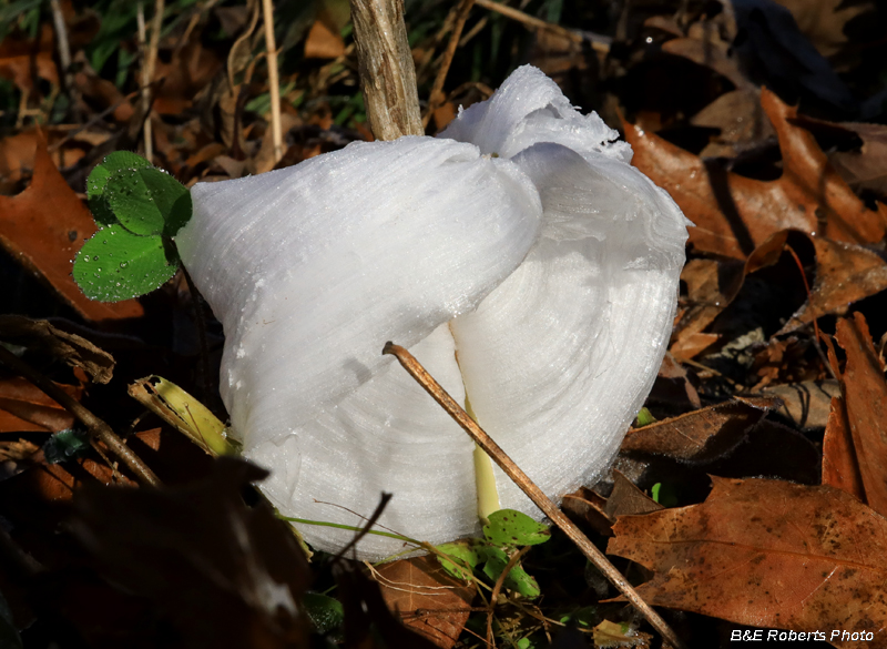 Frostweed