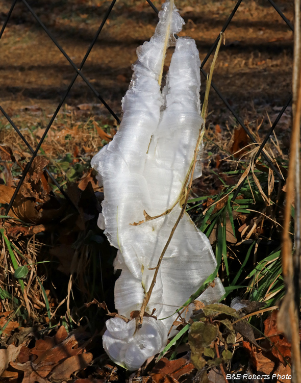 Frostweed