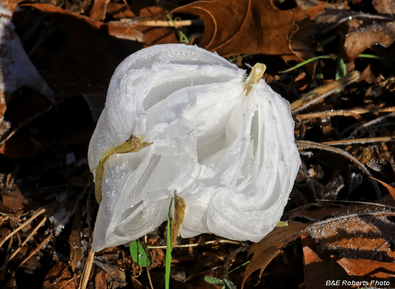 Frostweed