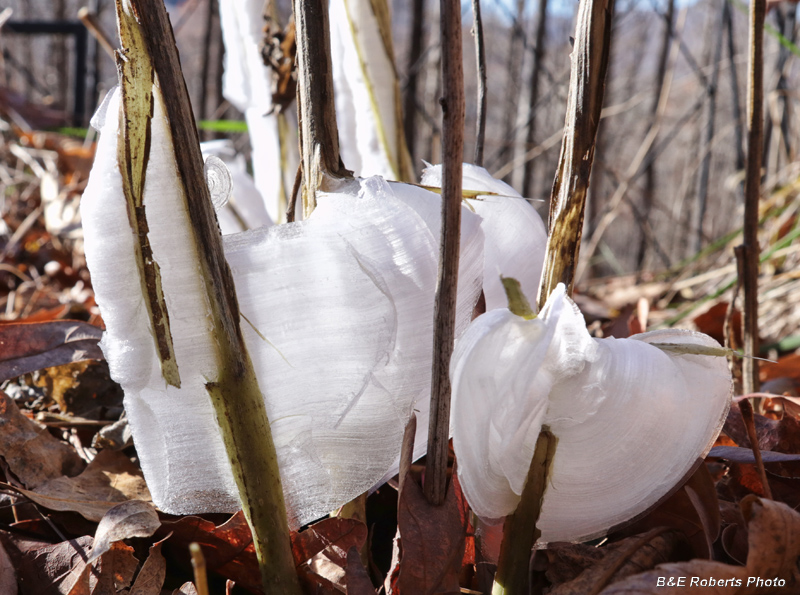 Frostweed