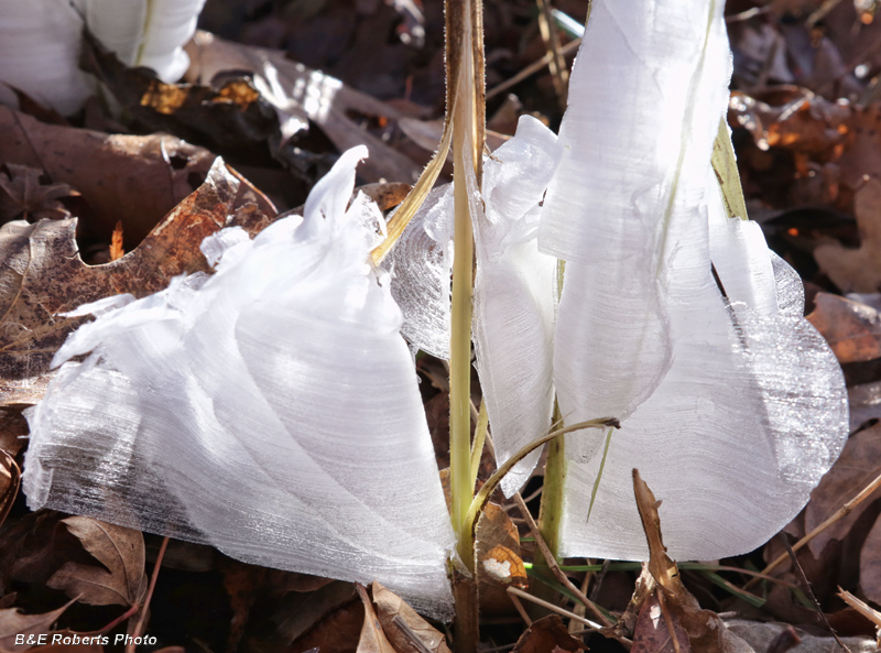 Frostweed