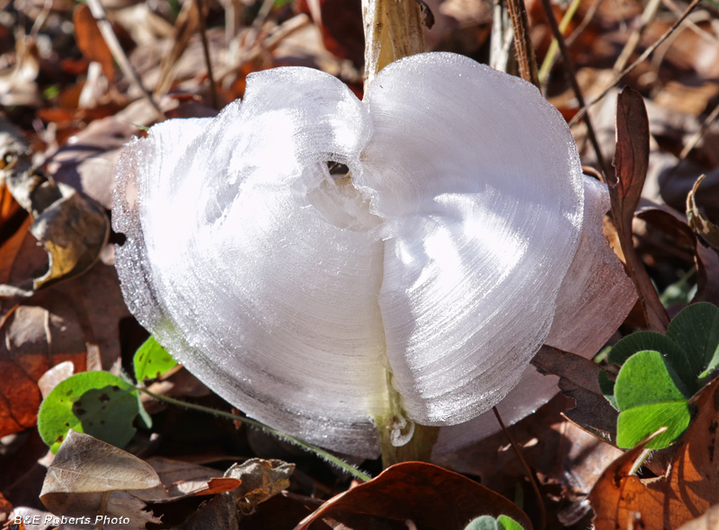 Frostweed