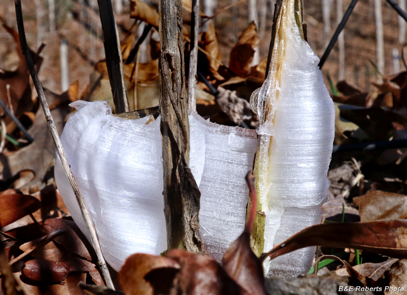 Frostweed