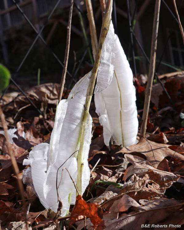 Frostweed