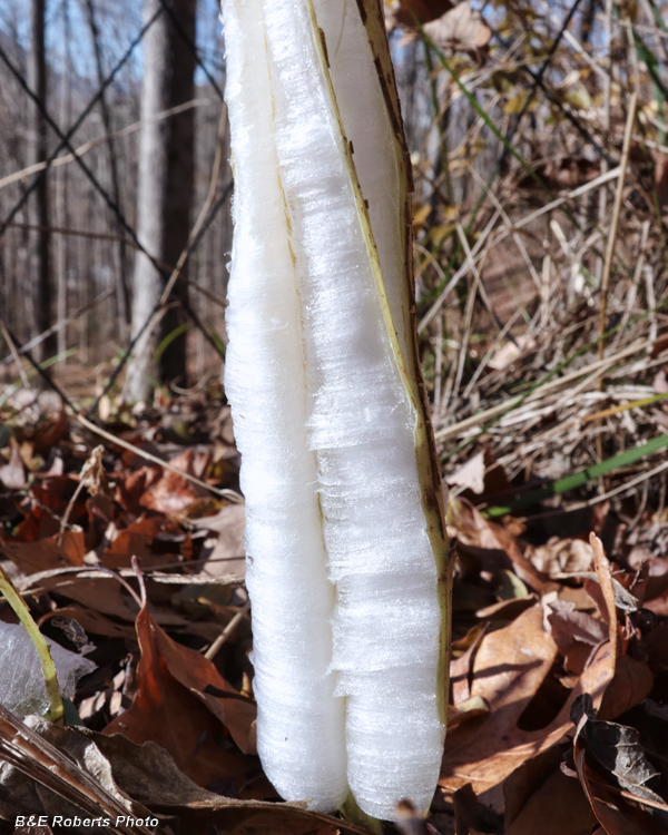 Frostweed