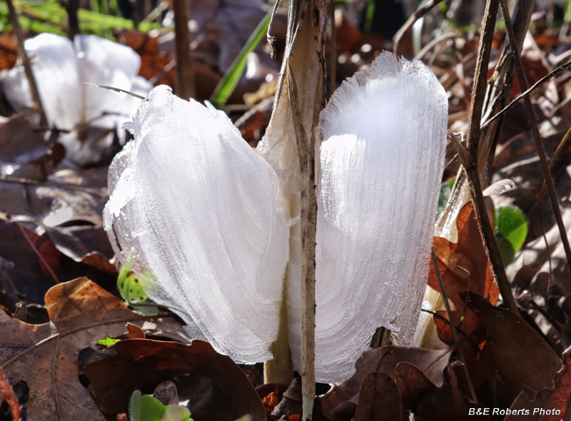 Frostweed