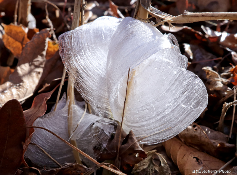 Frostweed