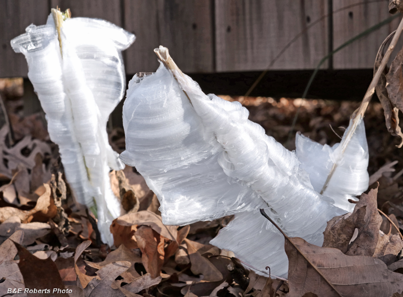 Frostweed