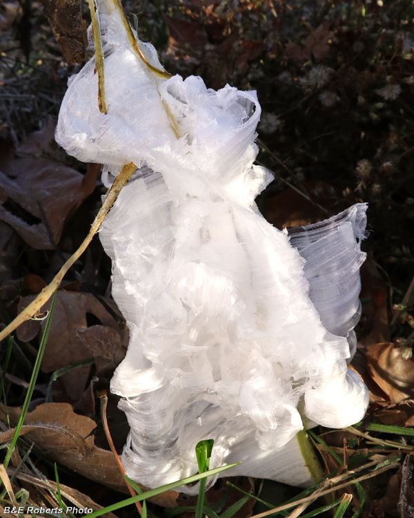 Frostweed