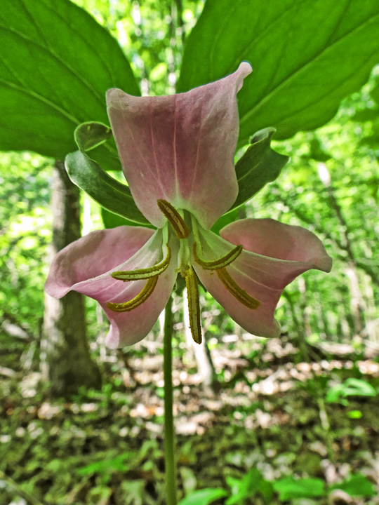 Trillium