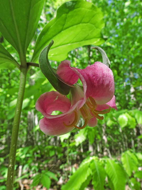 Trillium