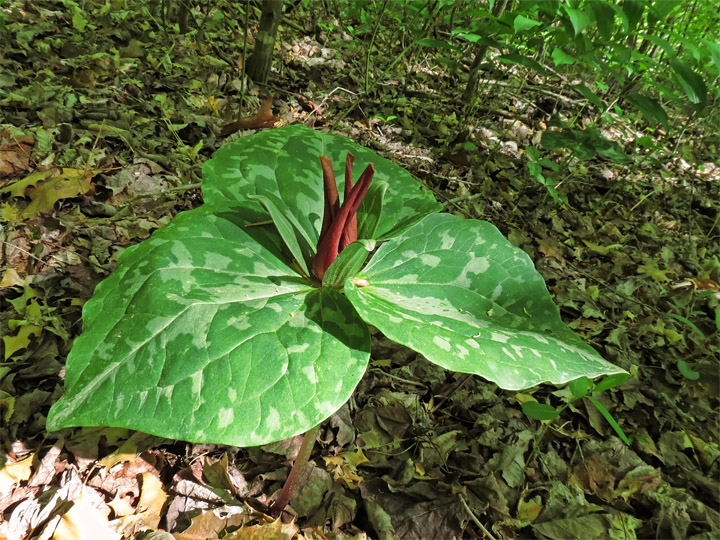 Maroon_Trillium