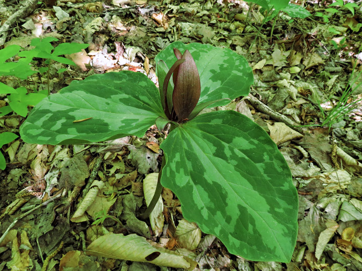 Trillium