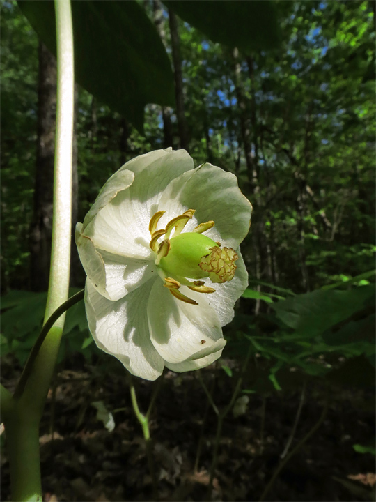 Mayapple_bloom