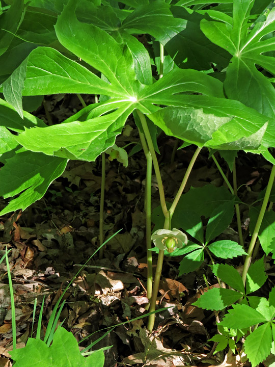 Mayapple