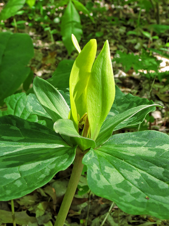 Yellow_Trillium