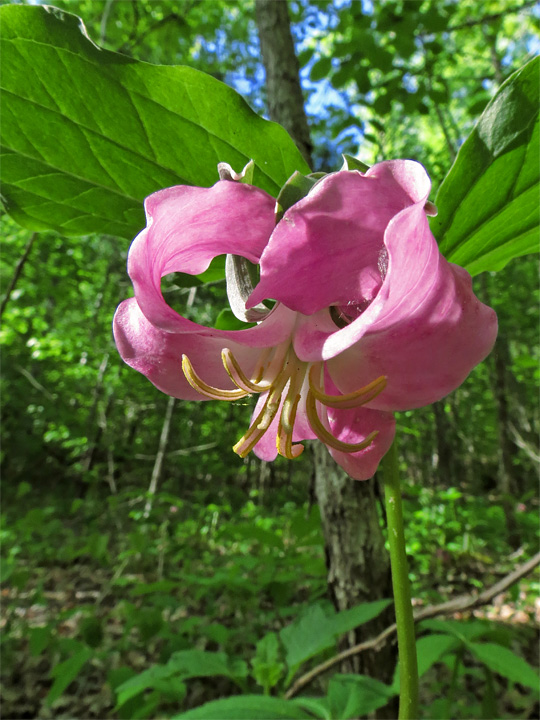 Trillium