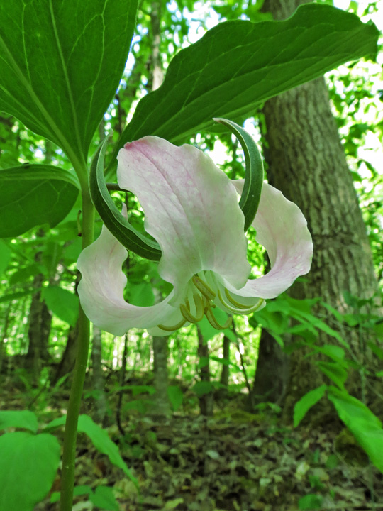 Trillium