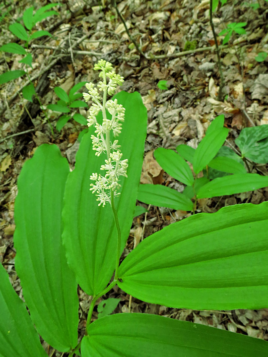 False_Solomon_Seal