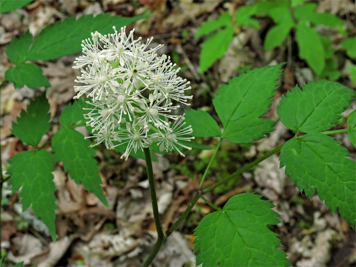 Baneberry