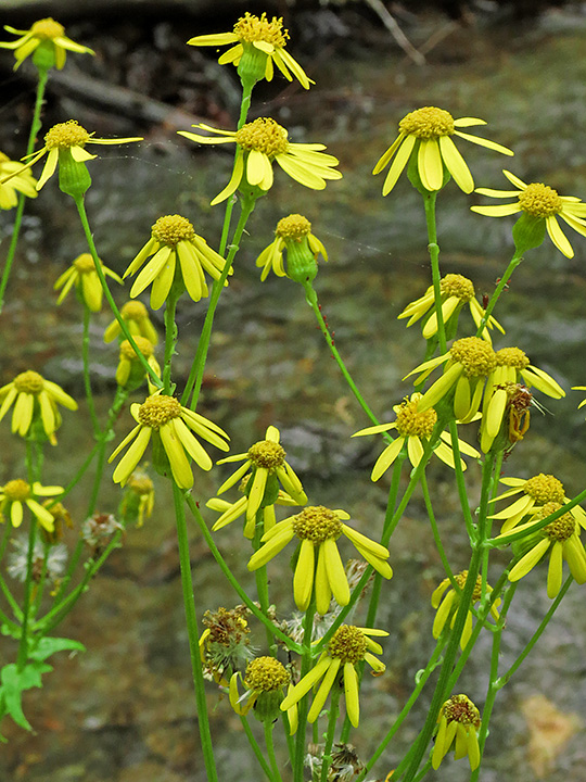 Coneflowers