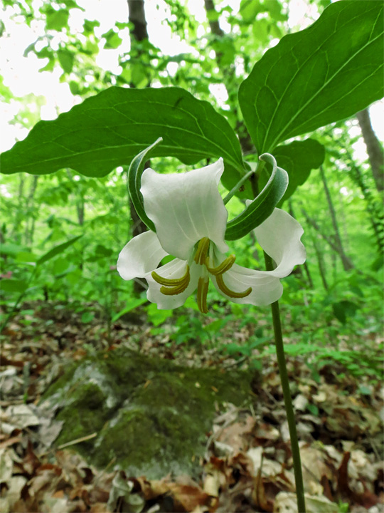 Trillium