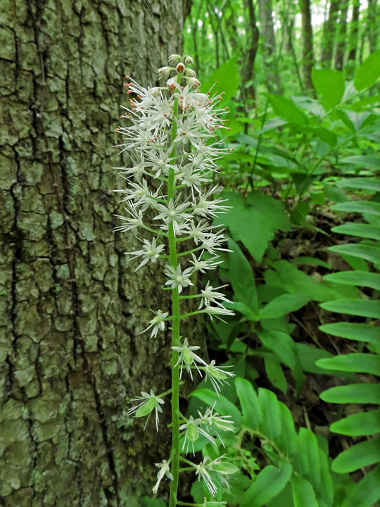 Foamflower