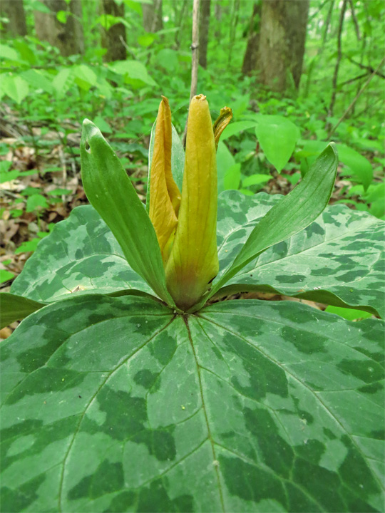 Yellow_Trillium