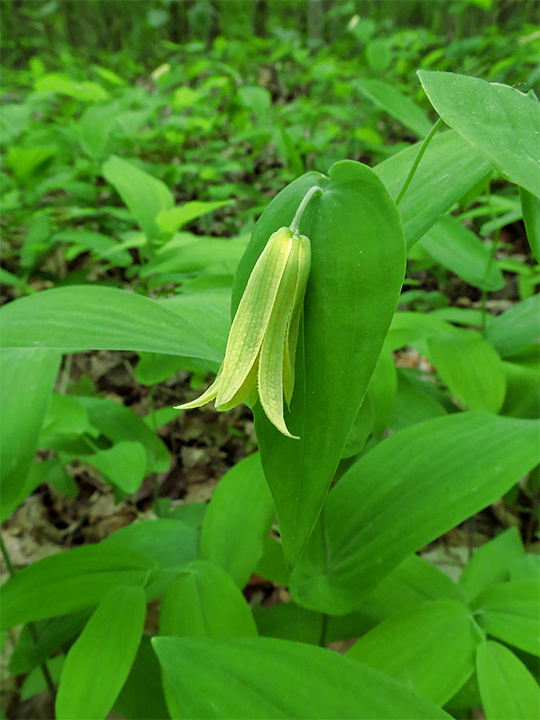 Bellwort