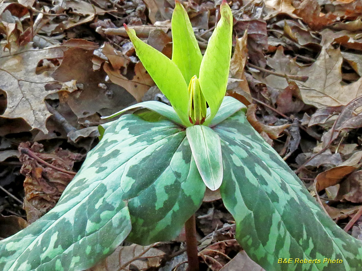 Yellow_trillium